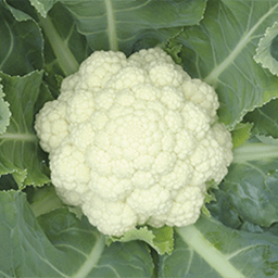 Brassica.png