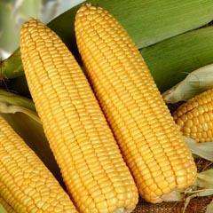 Corn.jpg
