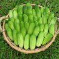 cucumber_micro-C.jpg