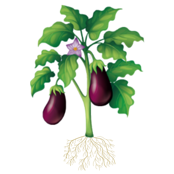 eggplant.png
