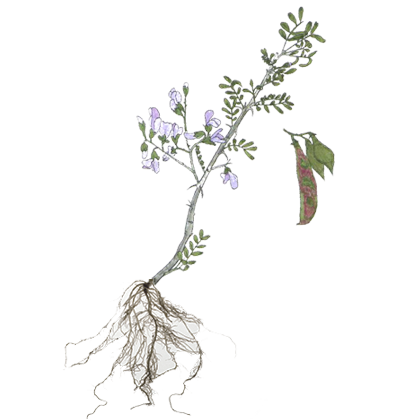 plantpart_legume_2.png