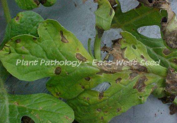 ews plant doctor alternaria leaf blight leaf blight