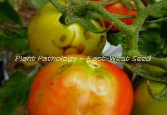 Ring-like pattern on WSMoV infected fruit