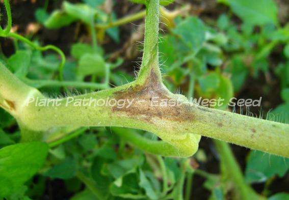 Brown lesion on petioles and stem