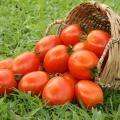 tomato_Dmax.jpg